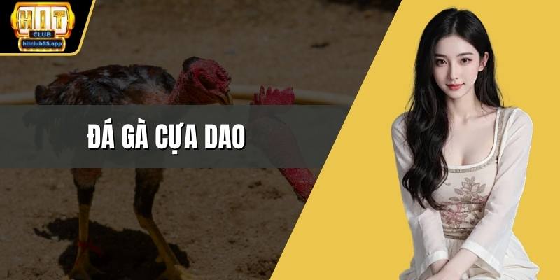 Đá gà cựa dao
