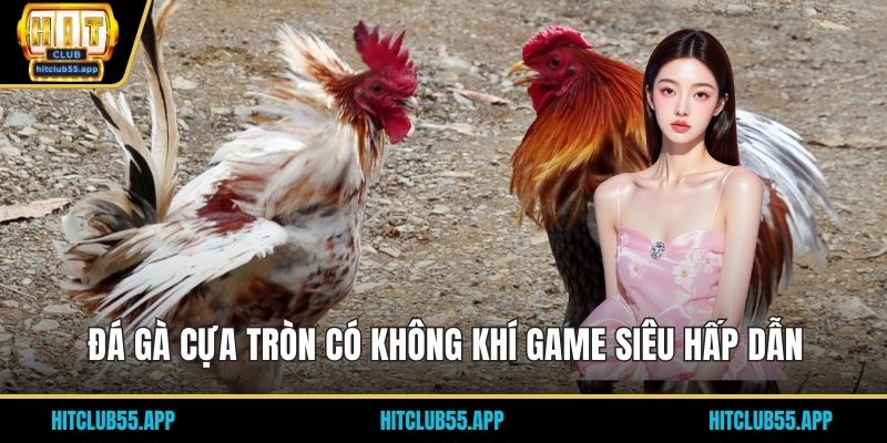 Đá gà cựa tròn có không khí game siêu hấp dẫn