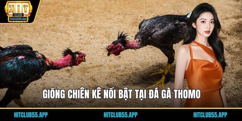 Giống chiên kê nổi bật tại đá gà thomo
