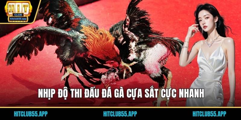 Nhịp độ thi đấu đá gà cựa sắt cực nhanh