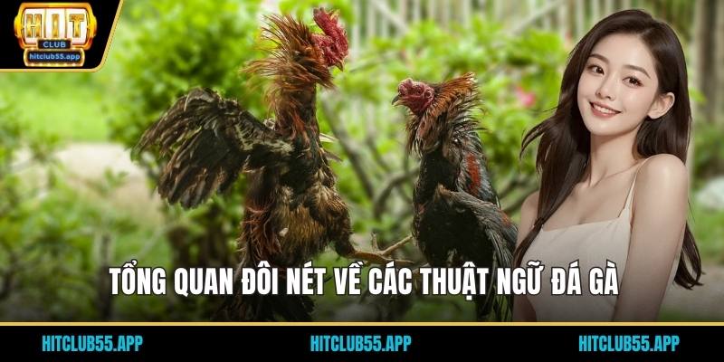 Tổng quan đôi nét về các thuật ngữ đá gà